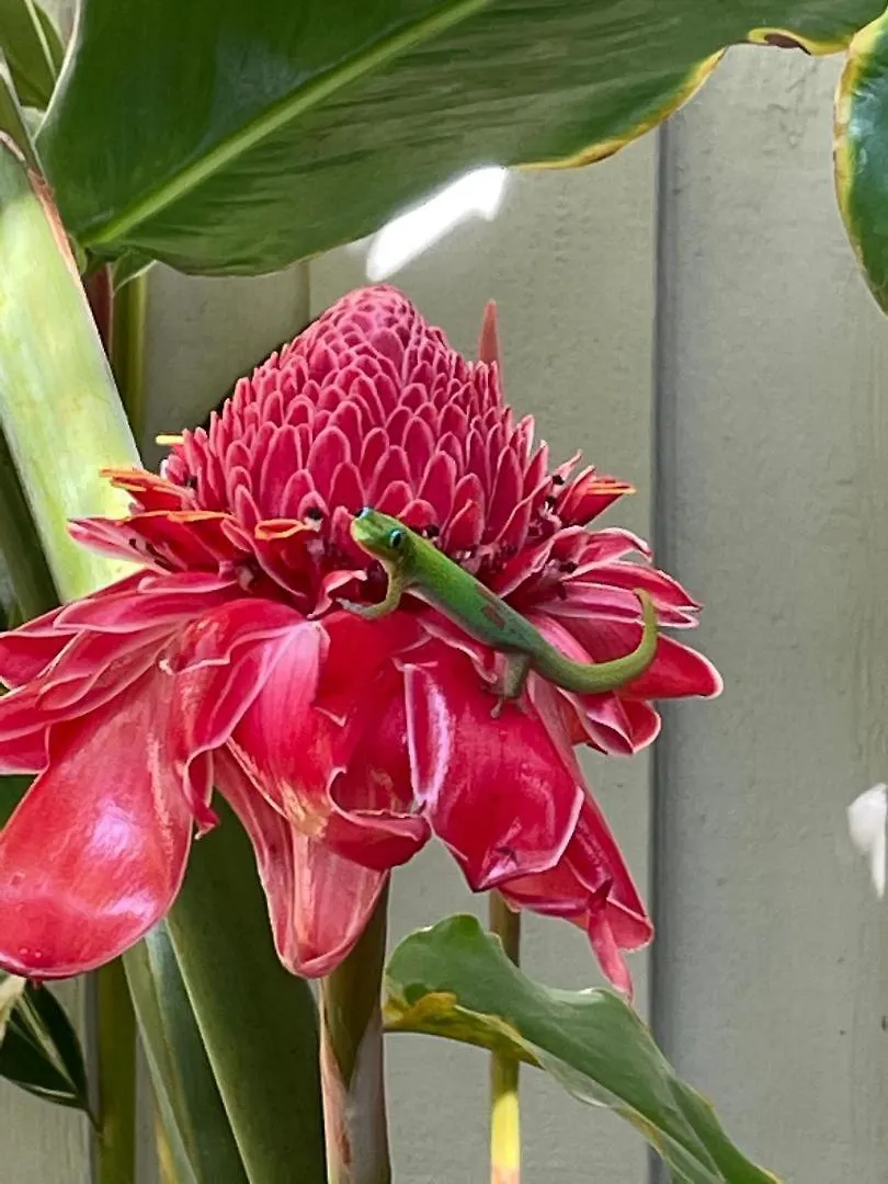 Holiday home Hale Kamaole 172 Villa Wailea